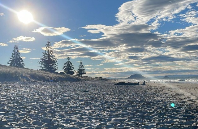 Dunes View - Central Papamoa, beach across the road! Pet Friendly 🐶