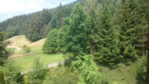 Forest View
