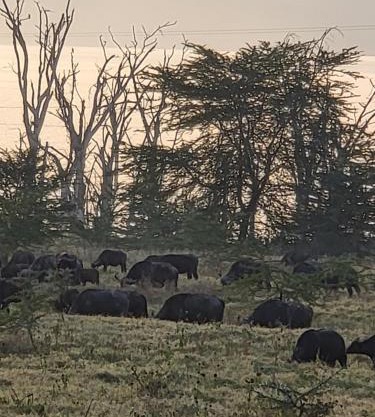 G&G Executive Homes Pipeline Nakuru