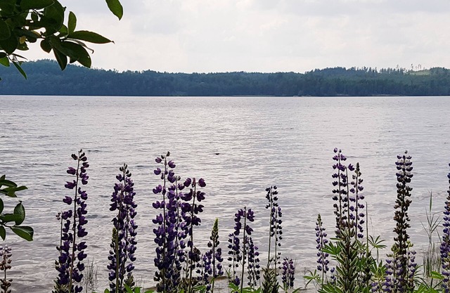 Gemütliches Schwedenhaus am See, 6 Pers., 2 Schlafzi., Kamin, Natur