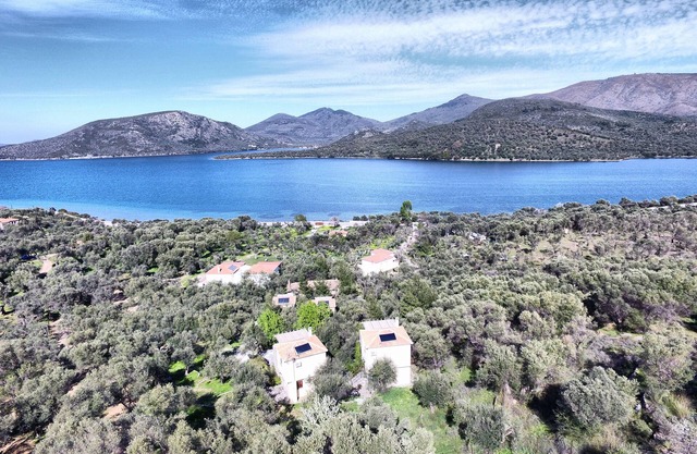 Gera's Olive Grove