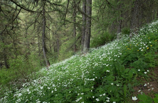 Gites L'épilobe