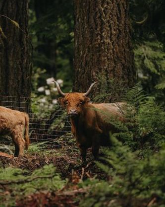 Highland Farms - Your Private Forest Farm