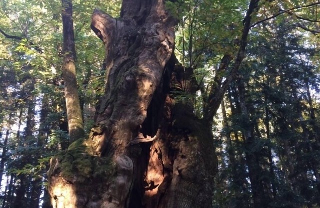 In the shadow of the chestnut trees of the Casentino
