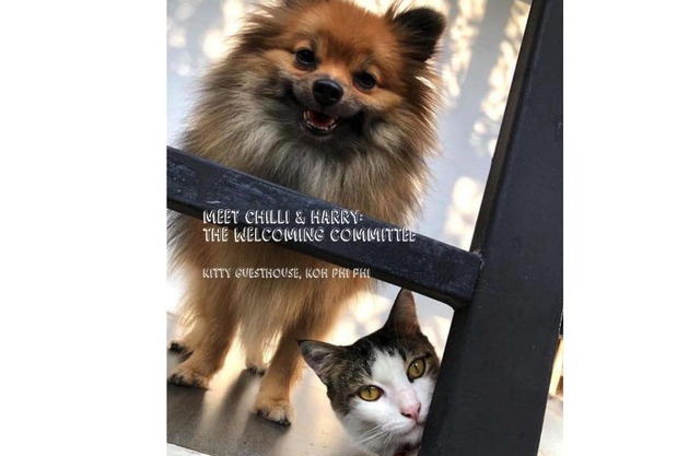 Kitty Guesthouse