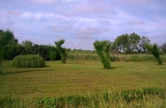 les papyrus avec draps