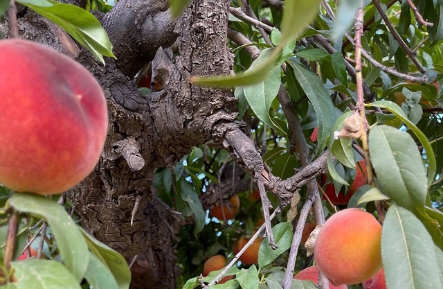 Lovely private guest suite Queen Creek. Near Schnepf,Horseshoe Park,Olive Mill.