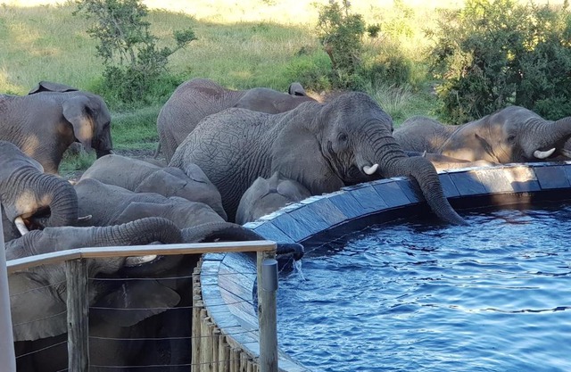 Nambiti Plains Lodge