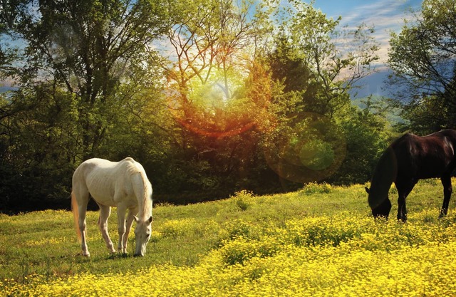 New Tiny Home on beautiful horse property! Just 20 miles from Nashville!