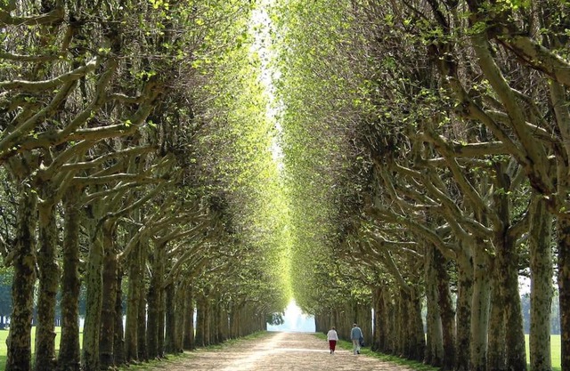 Paris & Versailles at your feet! Shared room in nice house