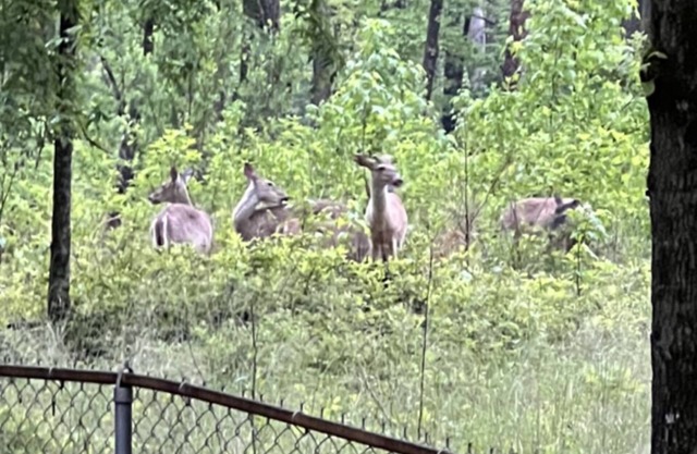 Resort Home on .5 Wooded Acres Sleeps up to 14. Fire pit for Smores! Hot Springs