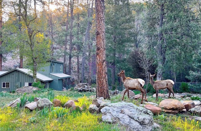 Riverside Hideaway: Peaceful Forest Cabin with Private River & Red Rock Views