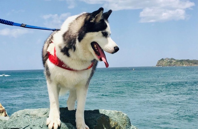Sakari's Sanctuary - Tuncurry NSW Pet Friendly house