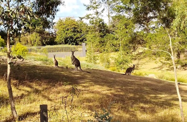 The Purple House - corner spa, views and wildlife in tranquil Hepburn Springs