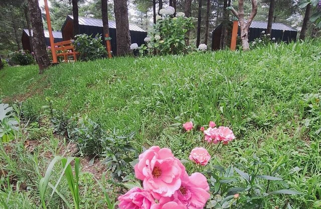 Tumba Sisli Vadi