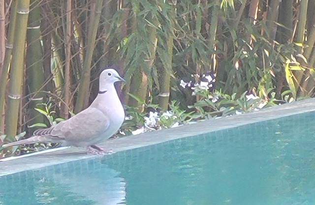 Villa near Aix and Marseille