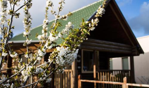 El-Rum Ski Chalet | Discover Dalia Barama - Vegan and Vegetarian Retreat