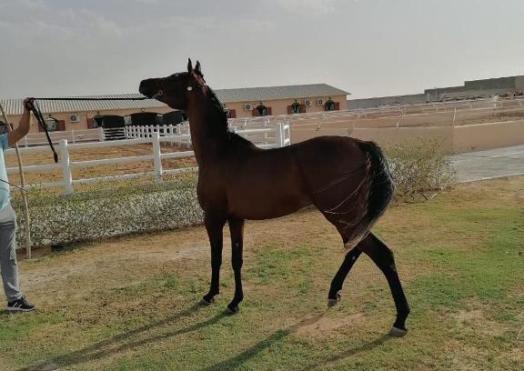 Al Wathba Other | Relax at شاليهات العاصمة: Pet-Friendly Retreats Await
