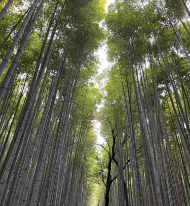 Arashiyama Apartment | Private Villa in Arashiyama - 9/10 Guest Rated Experience