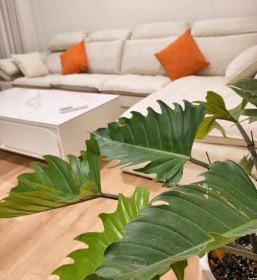 Hengchun House | Pet-Friendly Homestays with Ocean Views in Hengchun