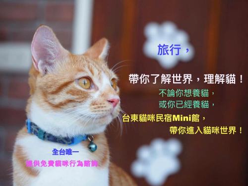 Taitung House | Cat-Themed Mini Inn: Family-Friendly Comfort Awaits