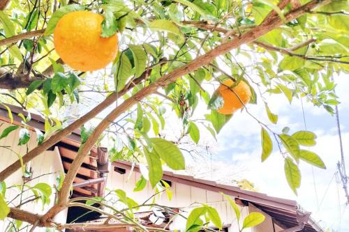 Miyakami Apartment | Enjoy Family-Friendly Stays at 蛍の郷のみかんハウス