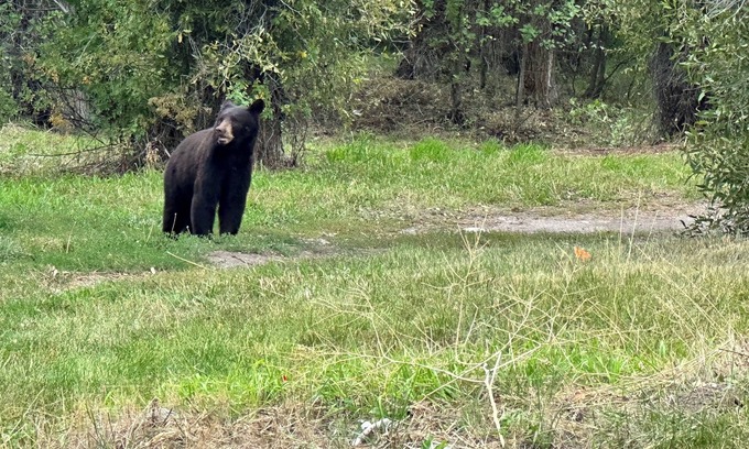 Moose Wilson Road House | Convenient Getaway: Minutes from Grand Teton, Pet Friendly