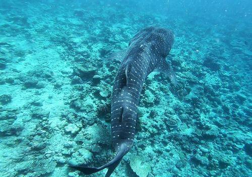 Omadhoo Bed & Breakfast | Budget-Friendly Stay at Omadhoo Inn with Breakfast Included