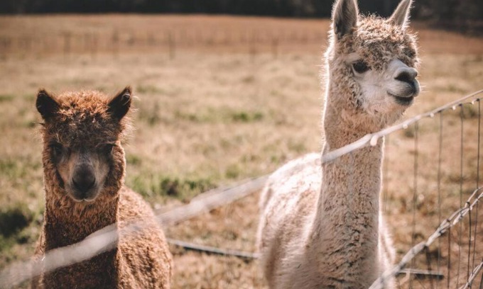 Cooranbong Apartment | 4 bedroom Cottage with swimming pool