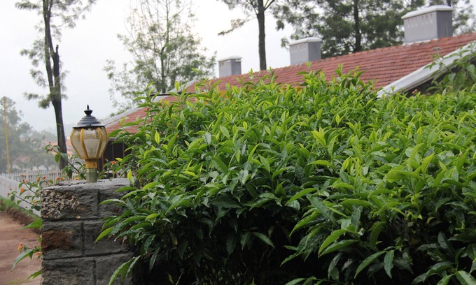 Attadi House | 5 Star rated Heritage Property - tea, teeing and Tribals