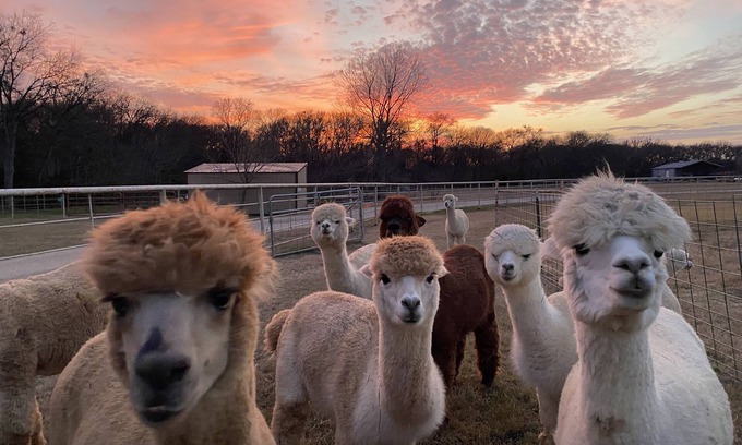 Maypearl House | Enchanting Getaway: Experience Alpacas and Ocean Views