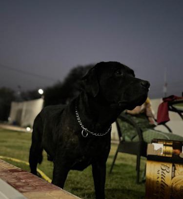 Pataudi Villa | Visit Aarvi Bijender Farm: Family-Friendly & Pet Welcoming