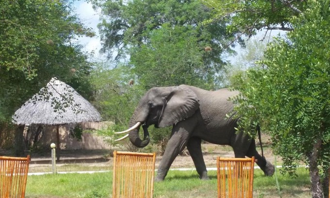 Selous Game Reserve Other | Discover Africa Safari Selous Camping with Pool & Dining