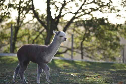 Monteluiano House | Experience Agriturismo Il Beccafico Alpaca: Rated 10/10