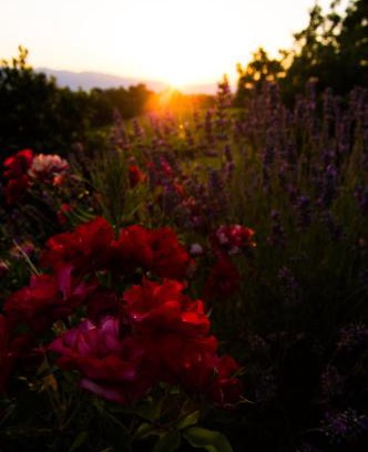 Montevarchi House | Explore Agriturismo Podere Luisa: Oceanfront Oasis with Spa