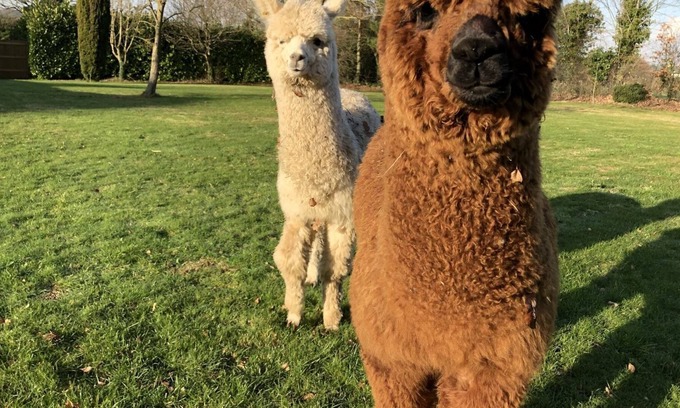 Sittingbourne Cabin | Indulge at Alpaca Lodge: Rated 10/10 with Pool & Kitchen