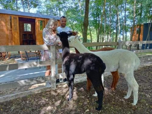 Helvecia Other | Alpacacamp
