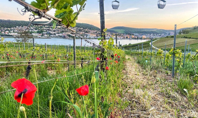 Mainz-Bingen Hotel | Guest Rated 9.2 at Altdeutsche Weinstube: Family-Friendly Stay