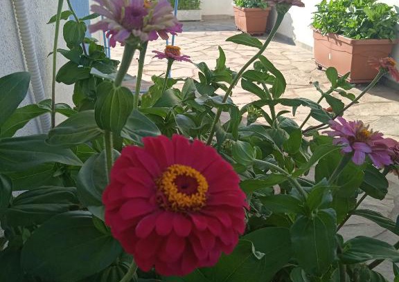 Skala Eresou Apartment | Welcoming Anthemis Studios: Pet and Child Friendly Stay