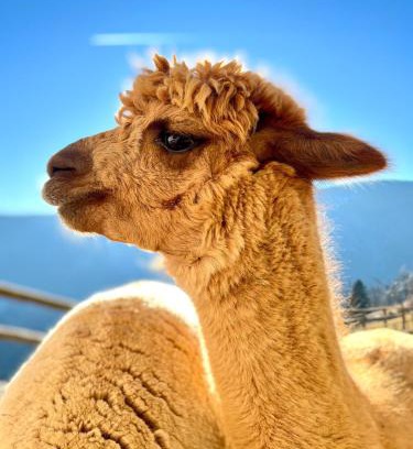 Albeck Apartment | Pet-Friendly Ferienwohnungen am Pietschacherhof - 9/10 Score