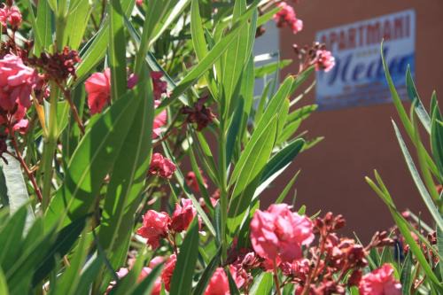 Suha Punta Apartment | Child-Friendly Apartments Neda with 9.4/10 Guest Ratings
