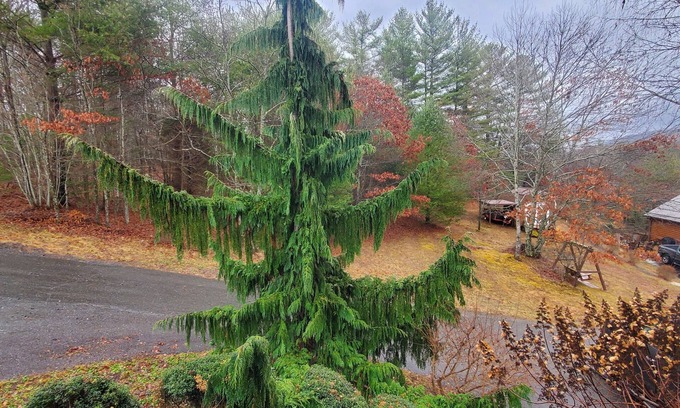 Fleetwood Cabin | Idyllic Cabin Near Boone with Pool & Pet-Friendly Stay