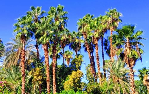 Majorelle Apartment | Beautiful Apartment with Garden Views Near YSL Museum