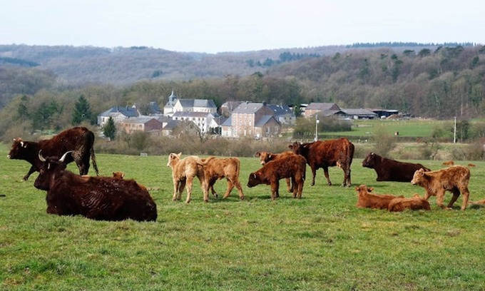 Xhignesse Other | Idyllic Group Gîte Near Durbuy with Spa and Ocean Views