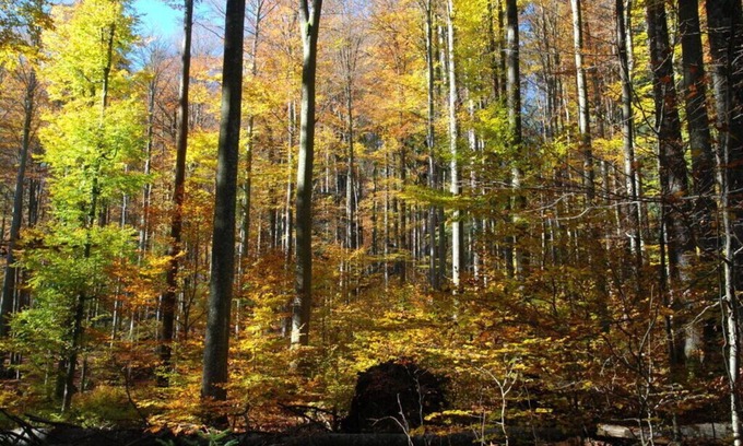 Leopoldsreuter Wald Apartment | Inviting Apartment in Haidmühle with Kitchen & Breakfast