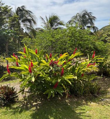 Capesterre-de-Marie-Galante House | Inviting Oceanfront Retreat at Au Gré des Alizés