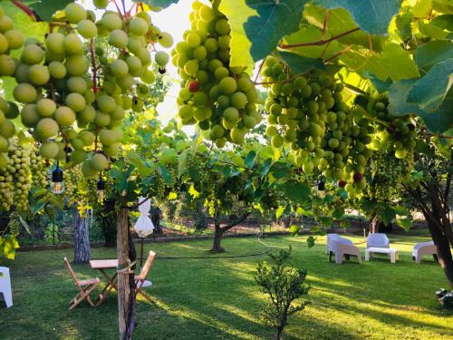 Nuova Cliternia House | Discover Az. Agr. Parco dei Buoi: Pet-Friendly Retreat