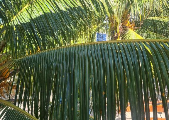 Dzilam de Bravo Hotel | Family-Friendly Stay at Azul Cielo - Kids Welcome!