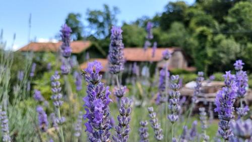 Castelveccana House | Enchanting La stanza del bosco with On-Site Dining