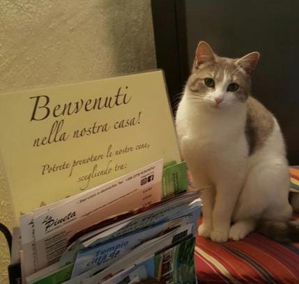 Tempio Pausania Bed & Breakfast | Cozy B&B Meladormo: Pet-Friendly Retreat with Restaurant